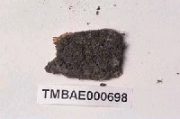 藏品(日本蘚葉苔)的圖片